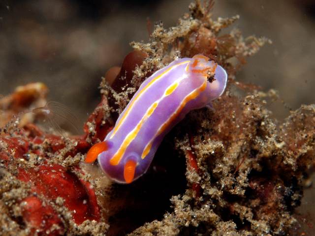 Pectenodoris trilineata